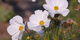 Cosmea