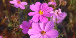 Cosmea